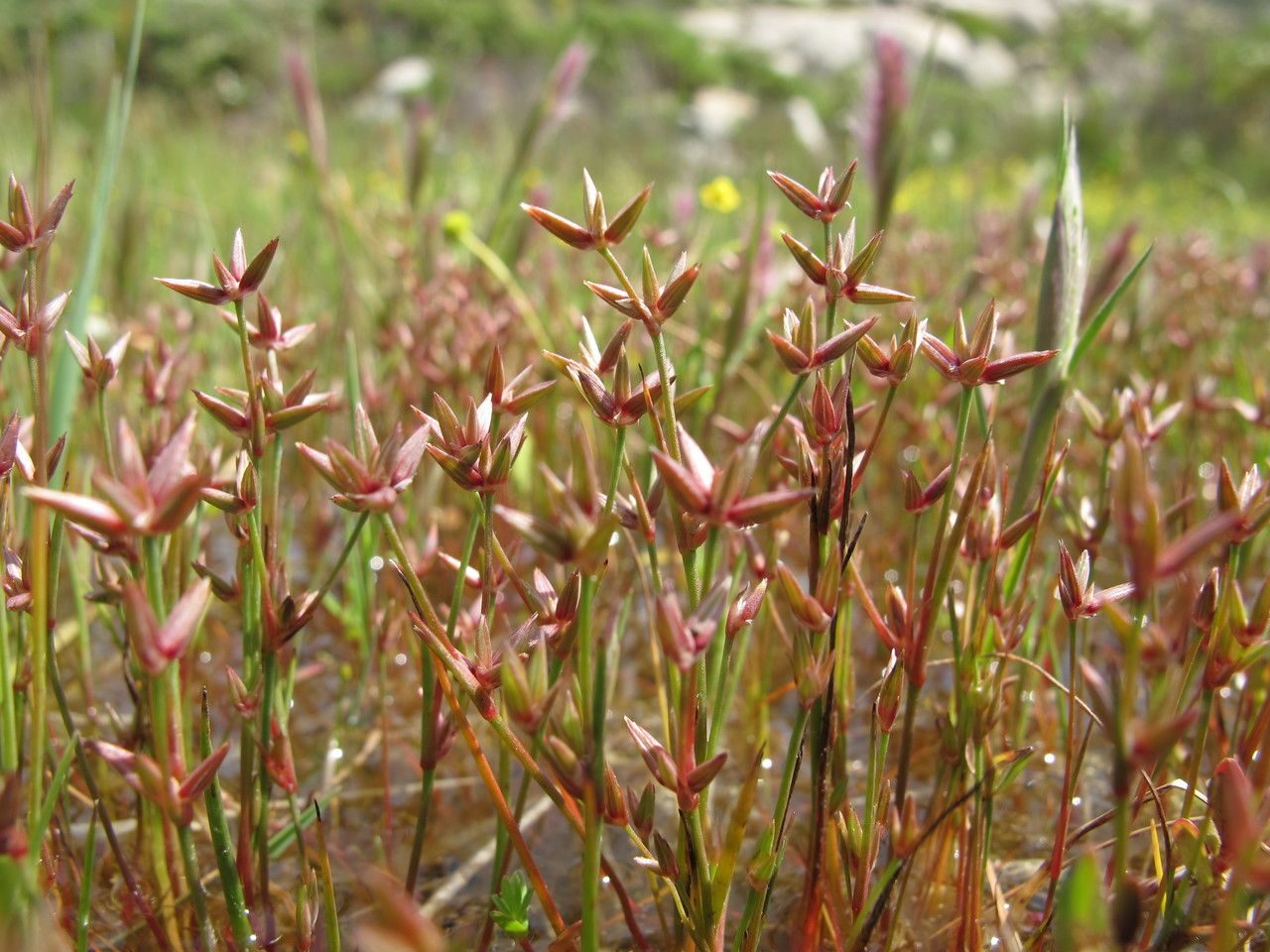 Juncus pygmaeus fruit