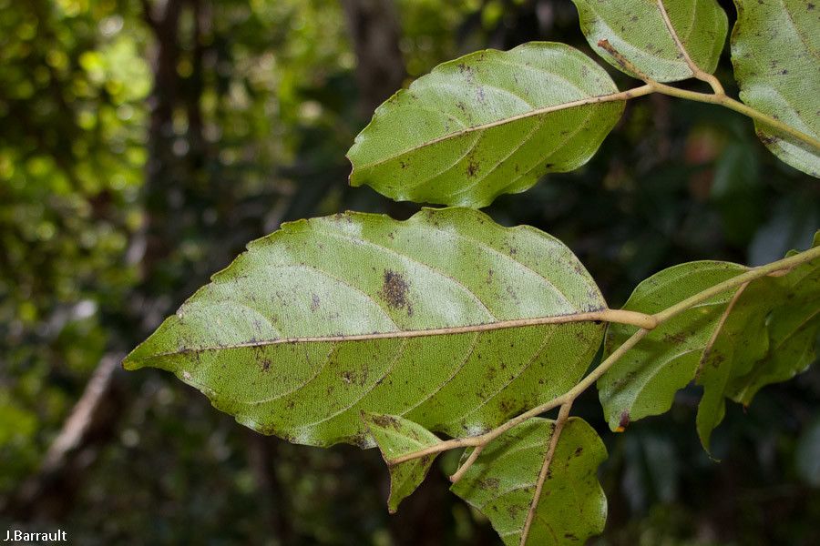 Ventilago neocaledonica leaf
