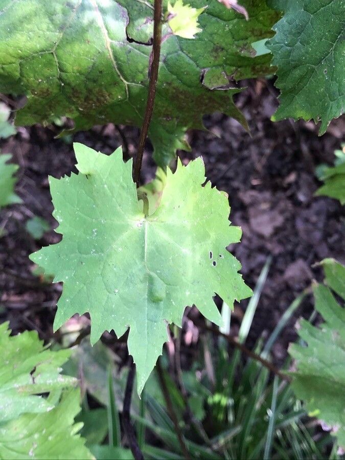 Ligularia sibirica leaf