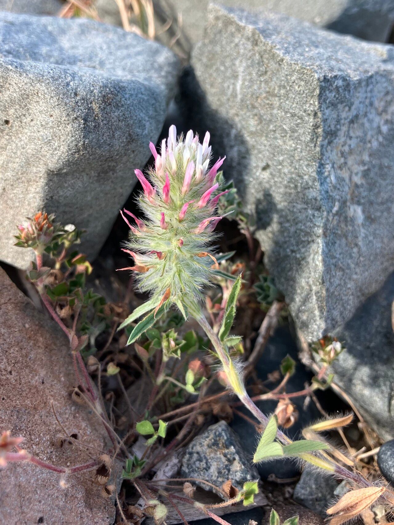 Trifolium pamphylicum flower