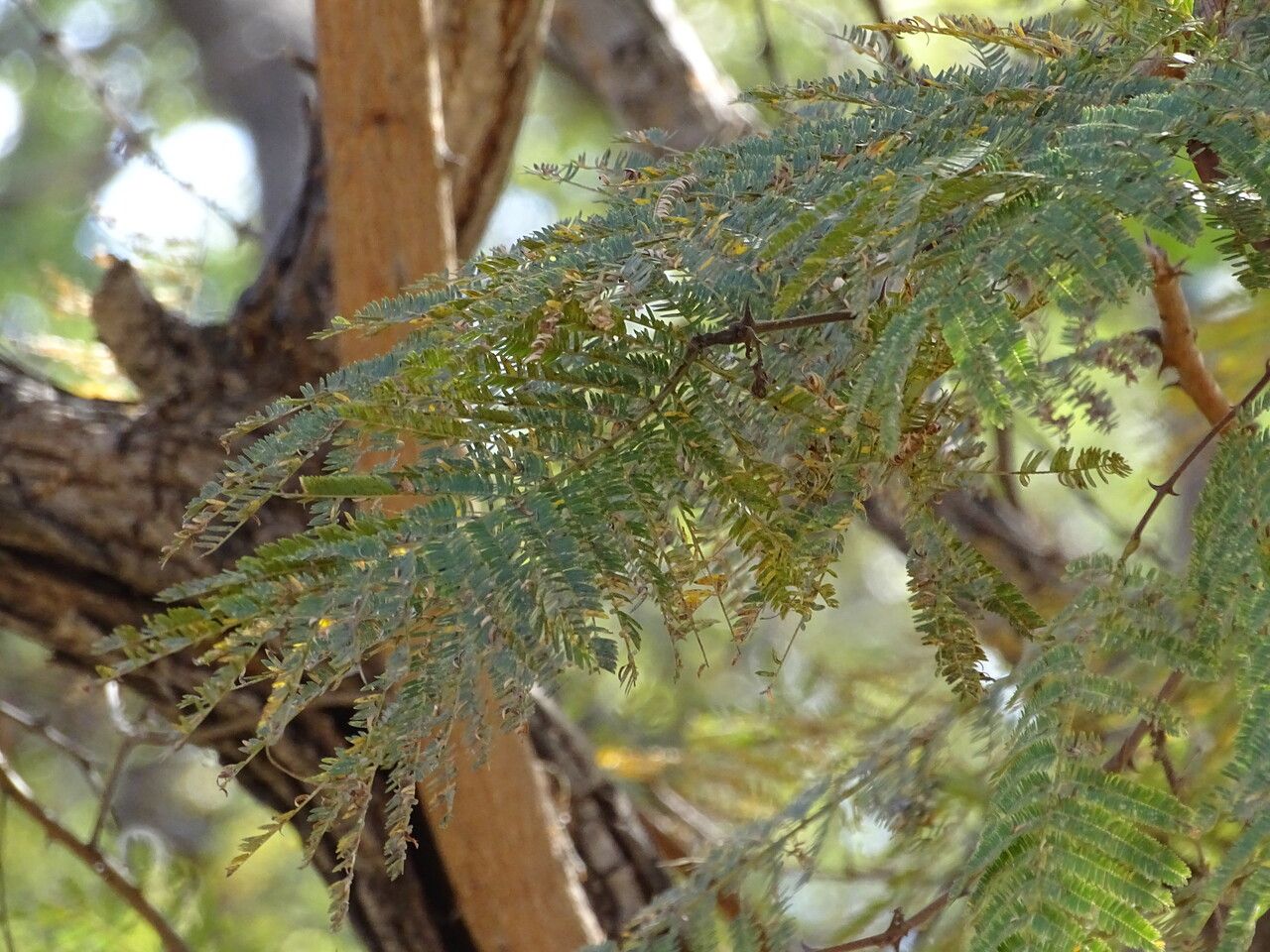 Acacia senegal leaf