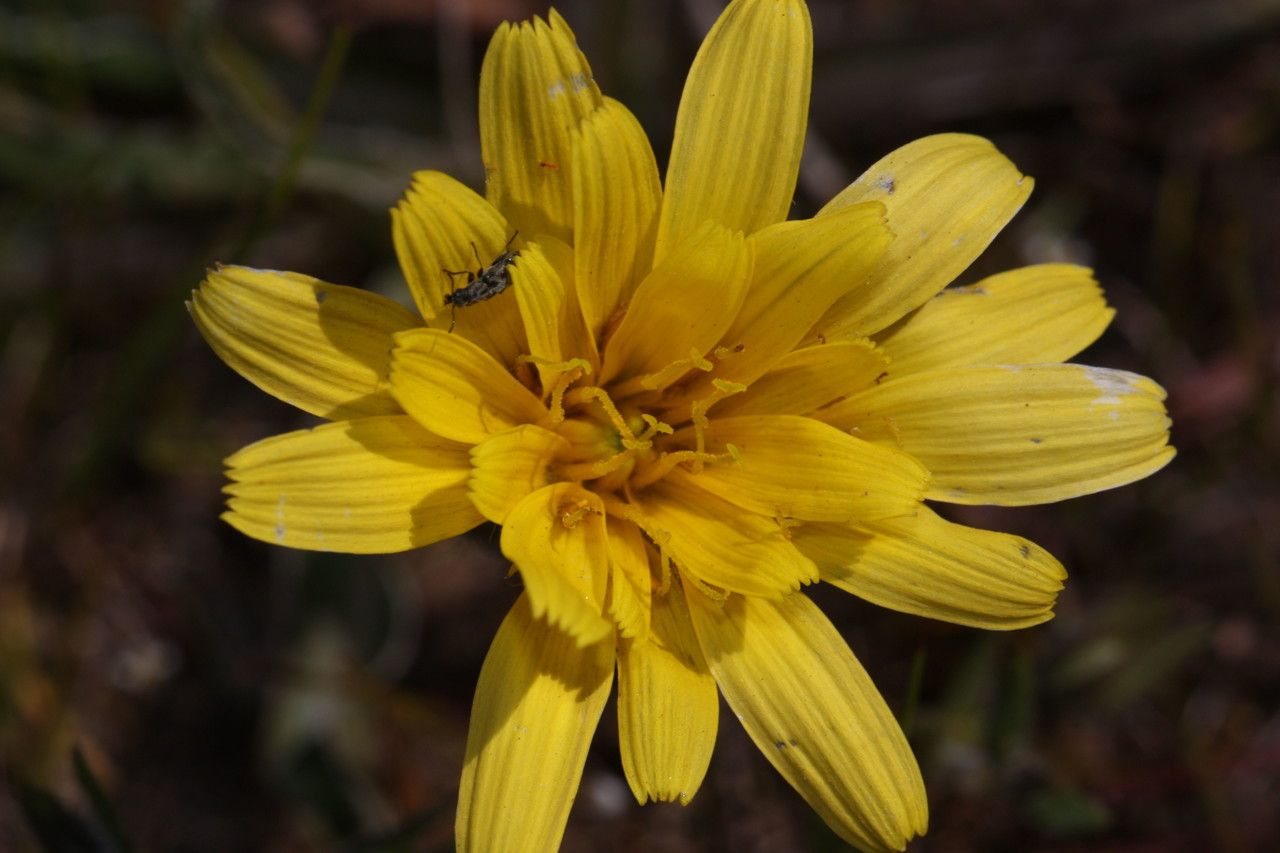 Microseris troximoides flower