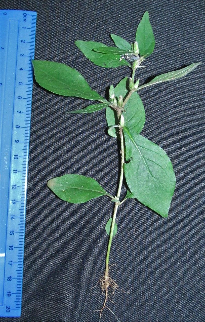 Vernonia remotiflora other