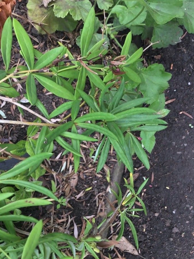 Berberis replicata habit
