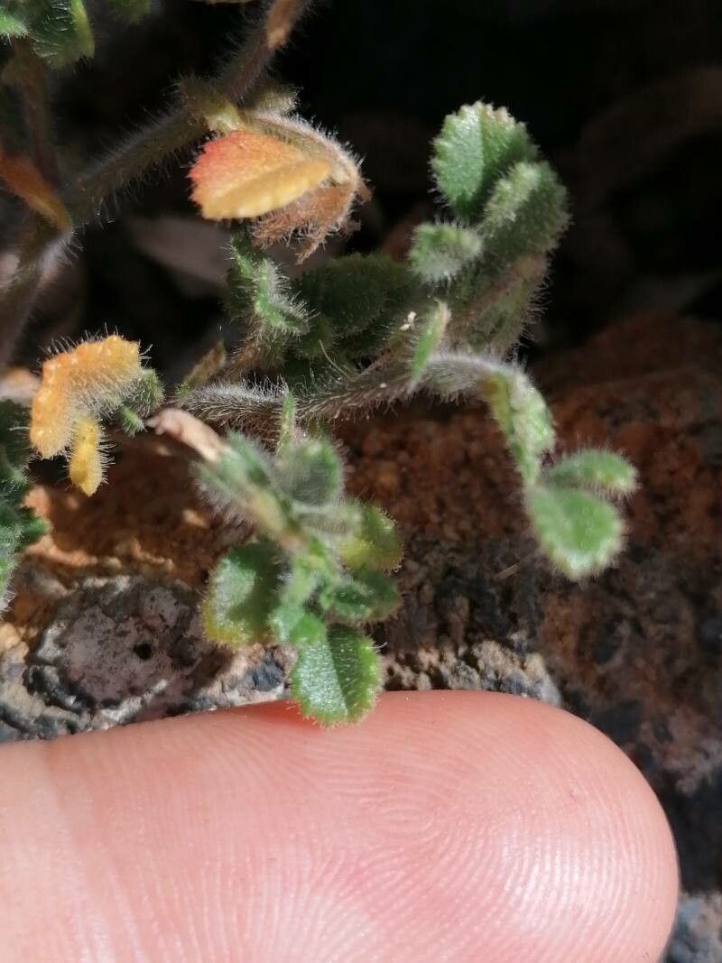 Ononis christii leaf