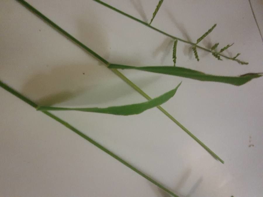 Brachiaria eruciformis — related species from the same genus