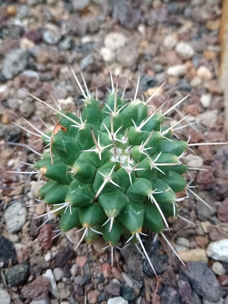 Mammillaria roseoalba leaf