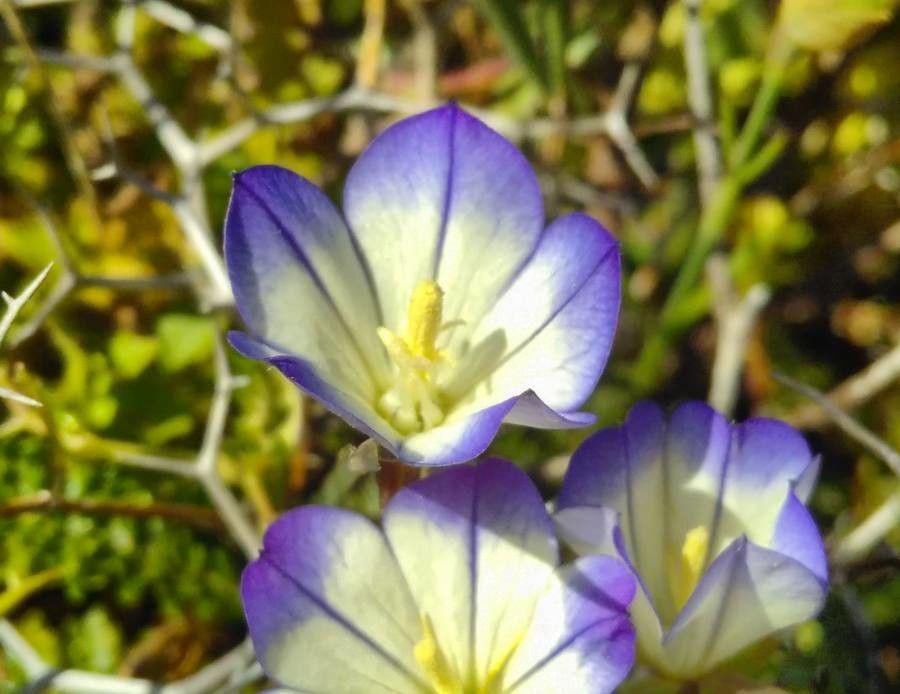 Convolvulus pentapetaloides flower