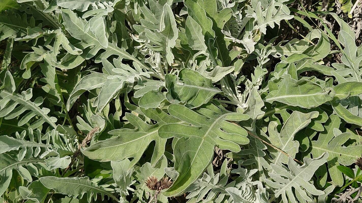 Centaurea aeolica leaf