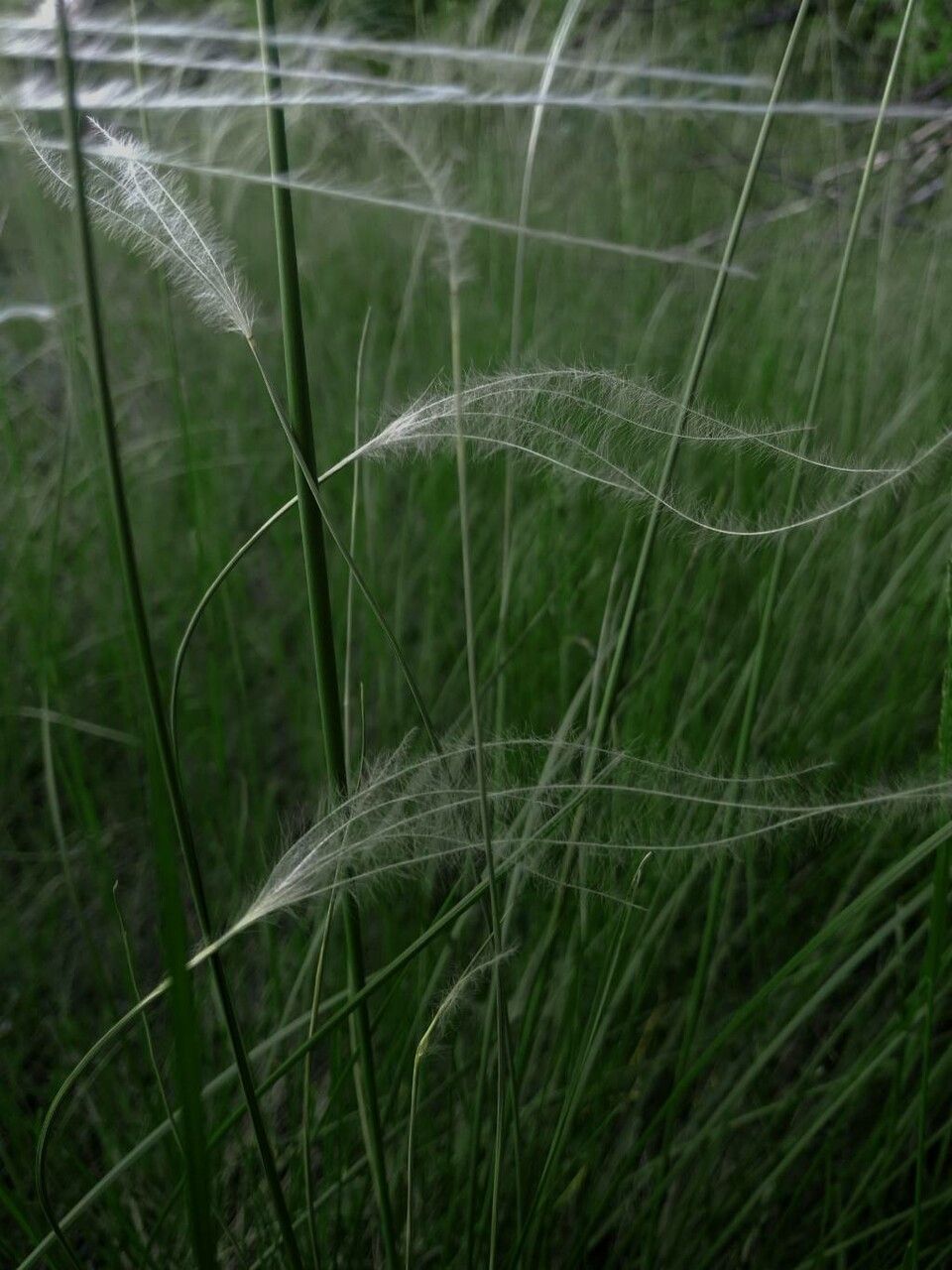 Stipa pennata leaf