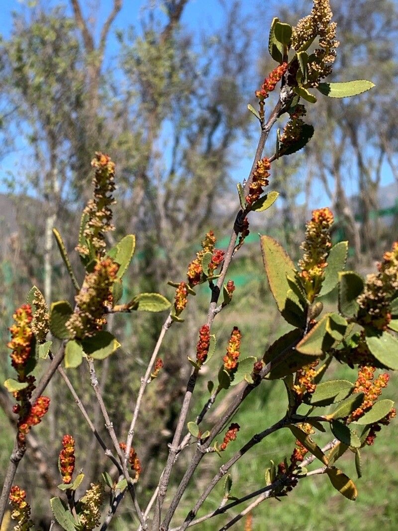 Colliguaja odorifera leaf