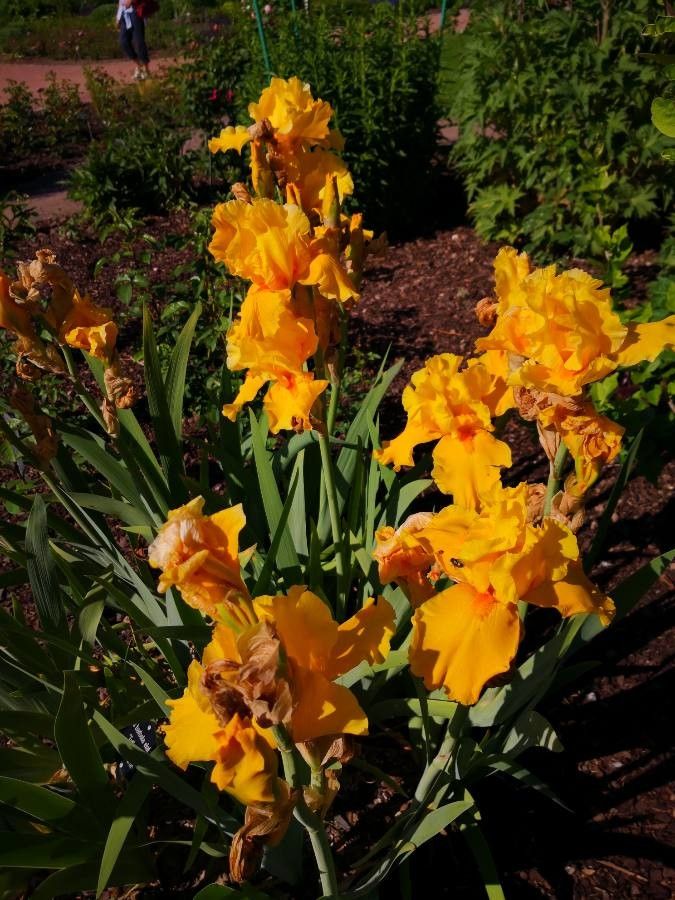 Iris barbatula habit