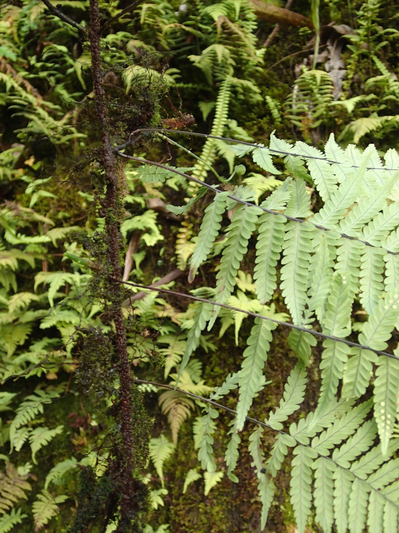 Arthropteris monocarpa other