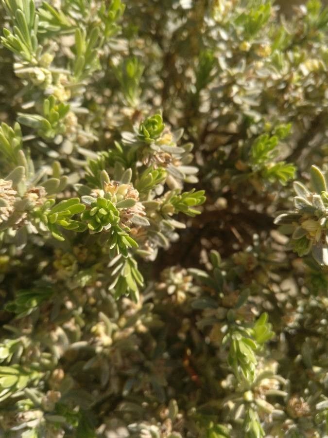 Thymelaea granatensis — houseplant care guide