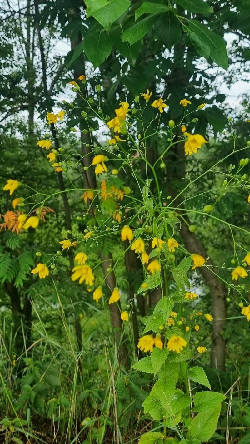 Crepis pulchra flower
