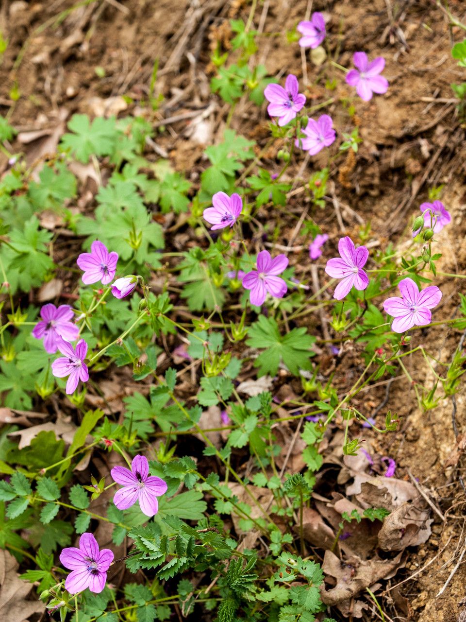 Geranium asphodeloides flower