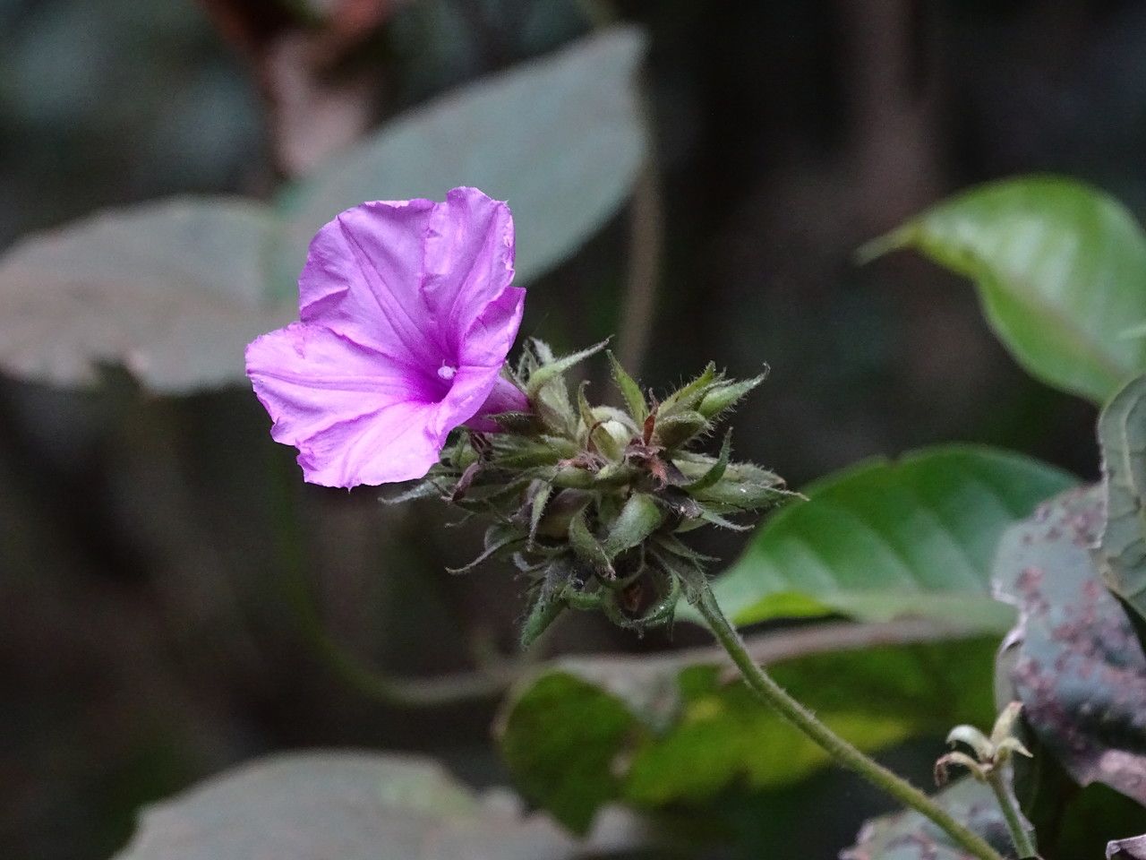 Ipomoea kituiensis flower
