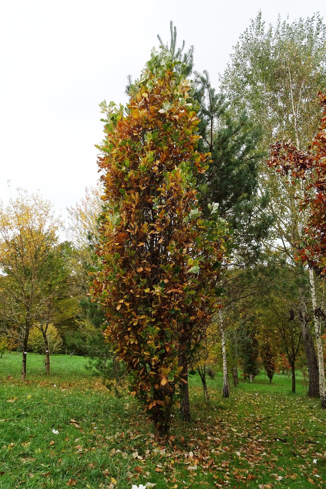 Quercus × bimundorum habit