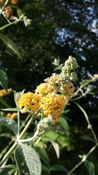 Buddleja x weyeriana flower