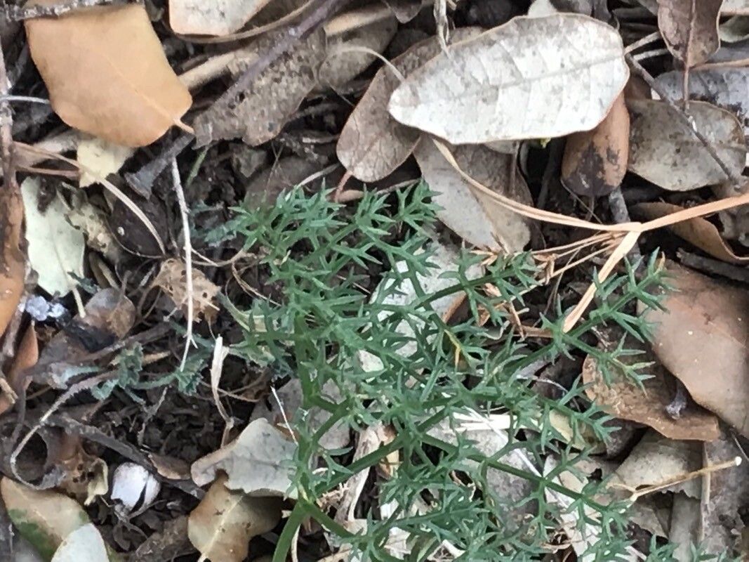 Thapsia tenuifolia — search result for 'Thapsia'