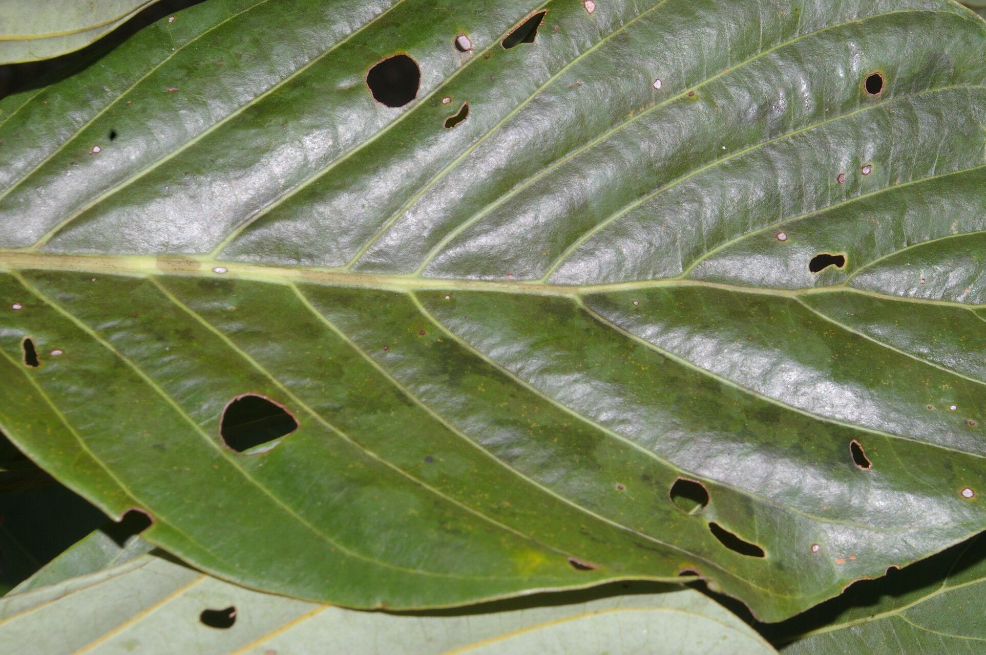 Beilschmiedia alloiophylla leaf