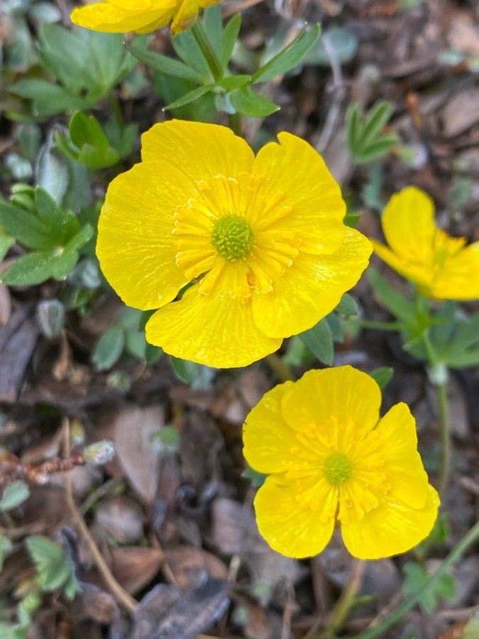 Ranunculus eschscholtzii — houseplant care guide