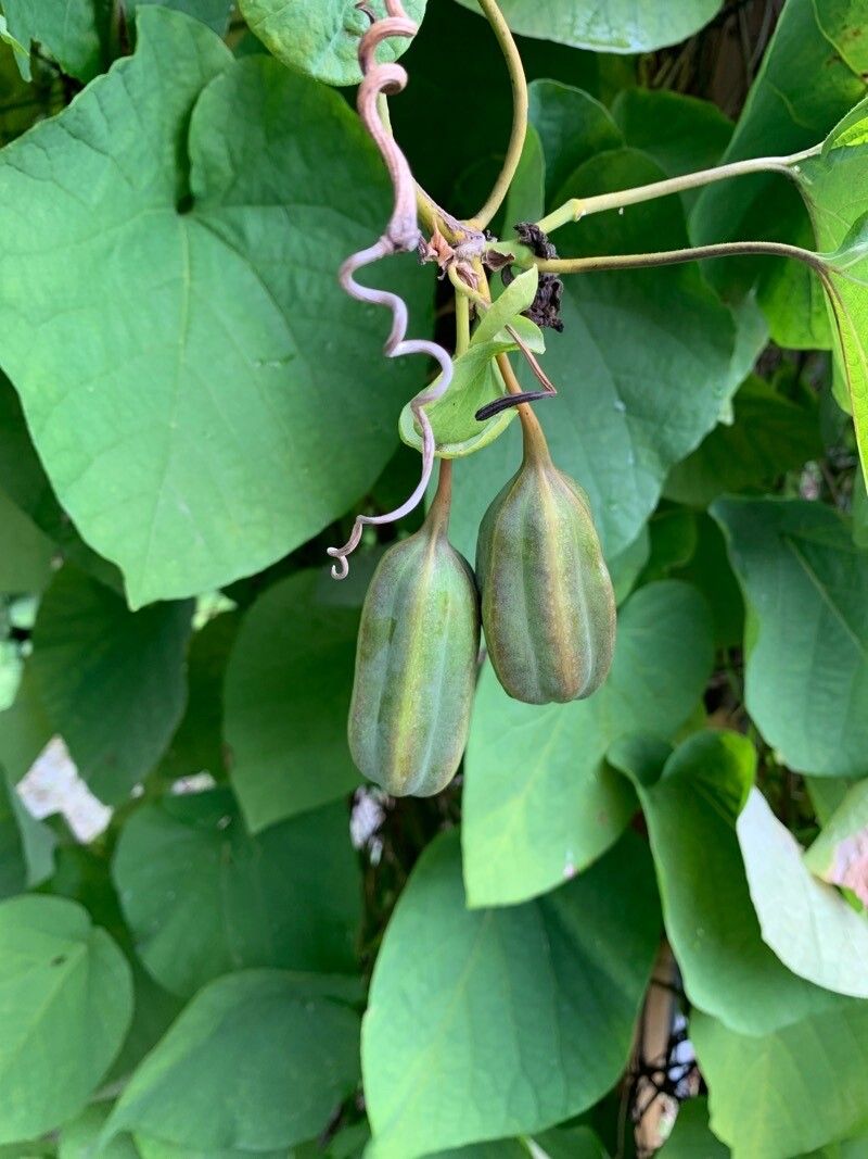 Aristolochia macrophylla fruit