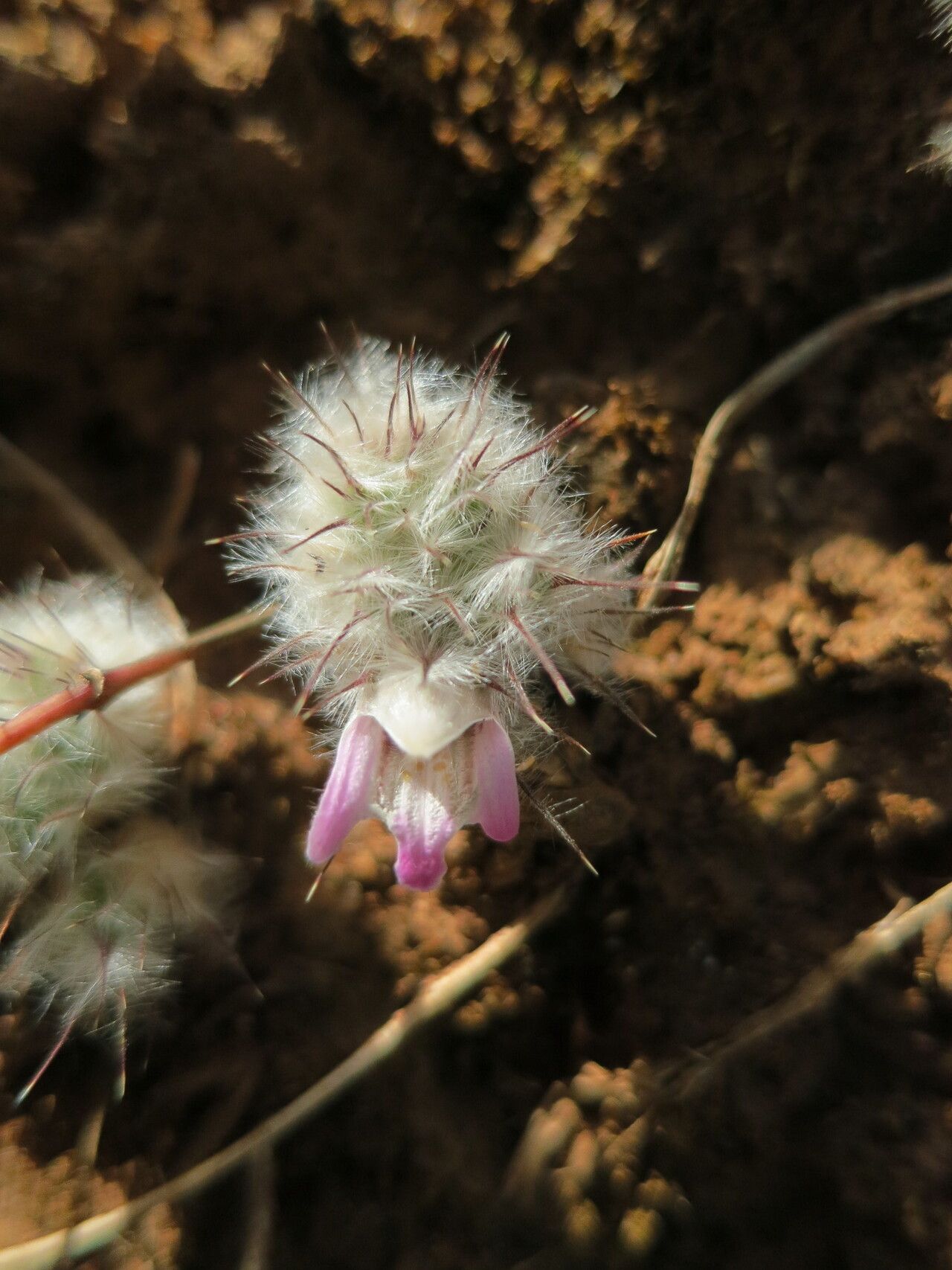 Lepidagathis lanatoglabra — houseplant care guide