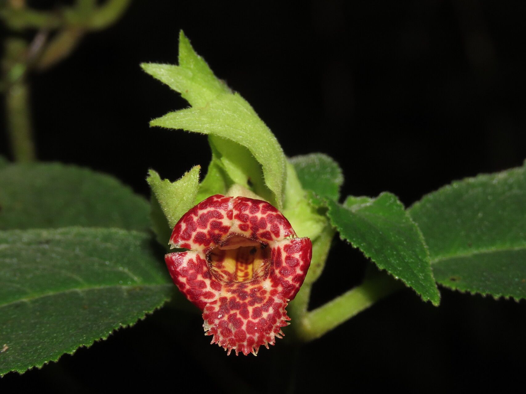 Drymonia tomentulifera flower