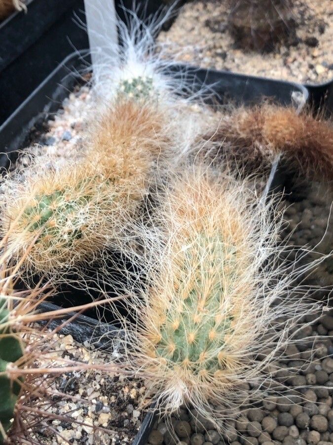 Echinocereus longisetus — search result for 'Echinocereus'