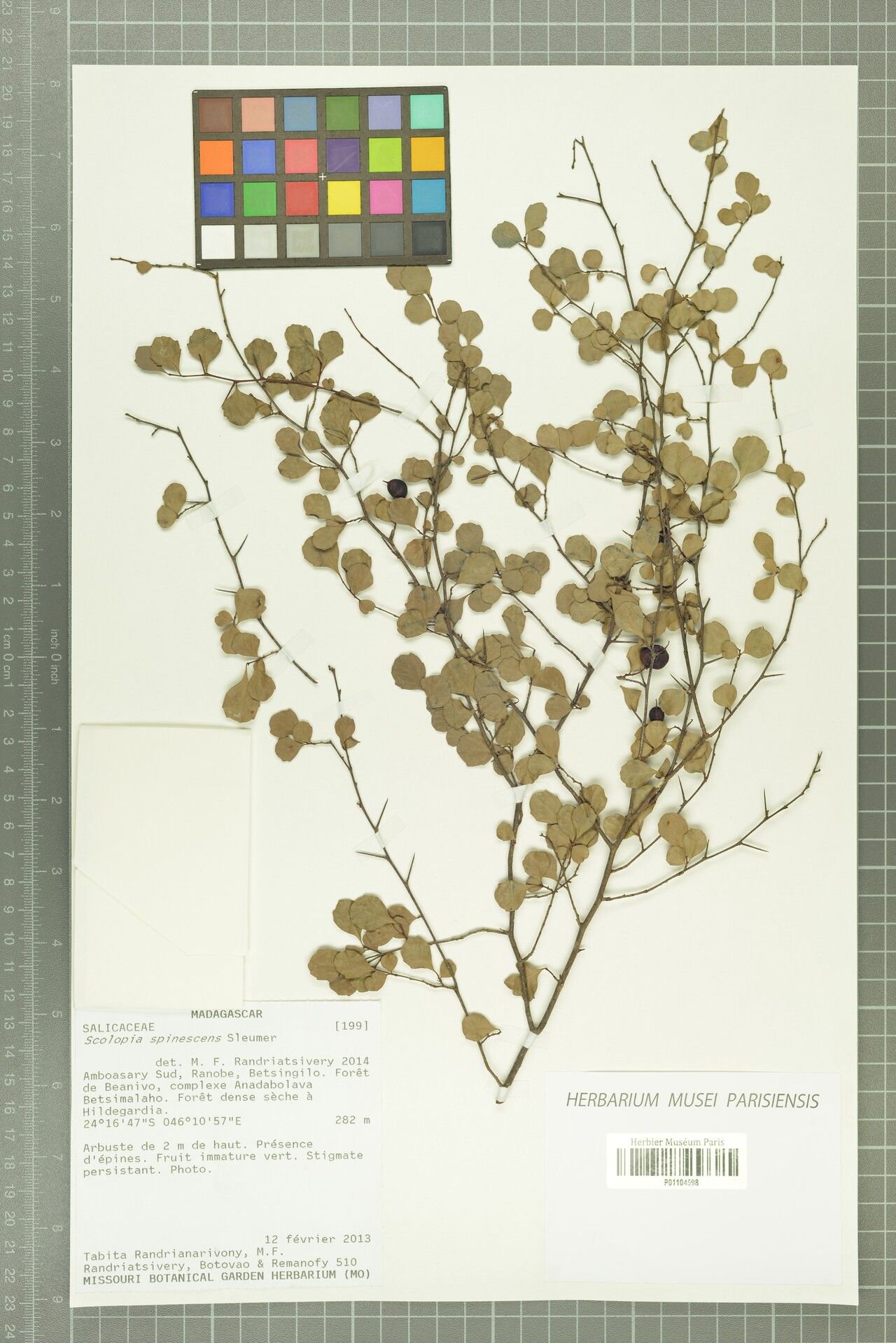 Scolopia spinescens — search result for 'Scolopia'