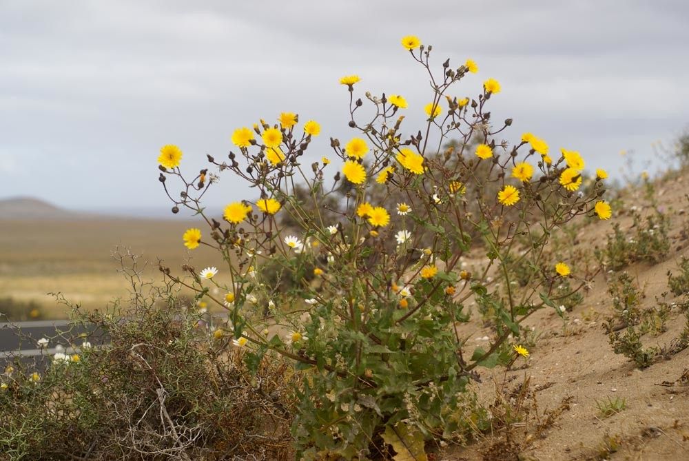 Sonchus pinnatifidus habit