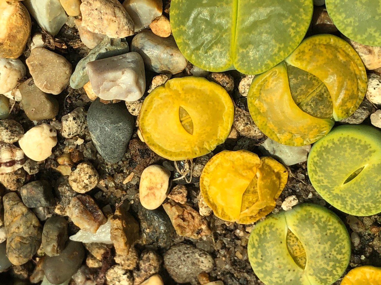 Lithops spp. fruit