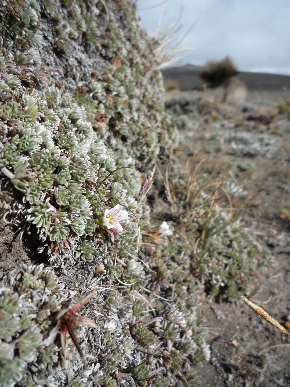Geranium ecuadoriense flower