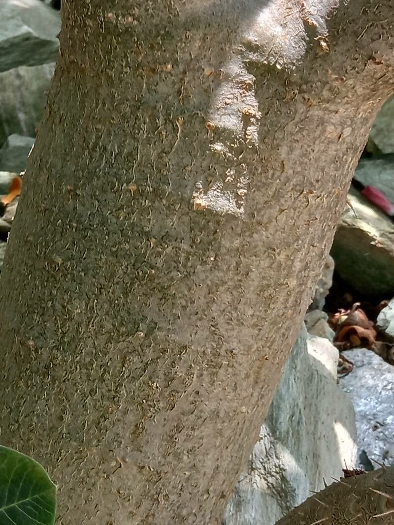Pachypodium rosulatum bark