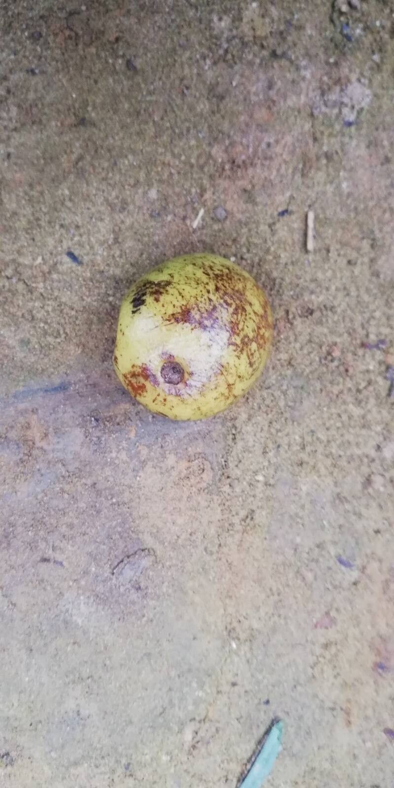 Pachylobus igaganga fruit