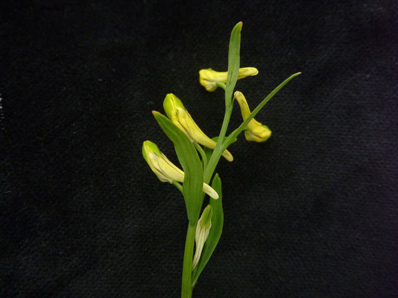 Corydalis pseudojuncea — houseplant care guide