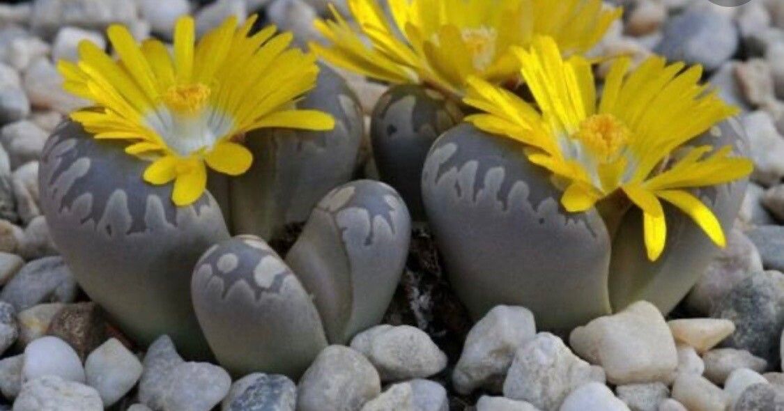 Lithops aucampiae flower