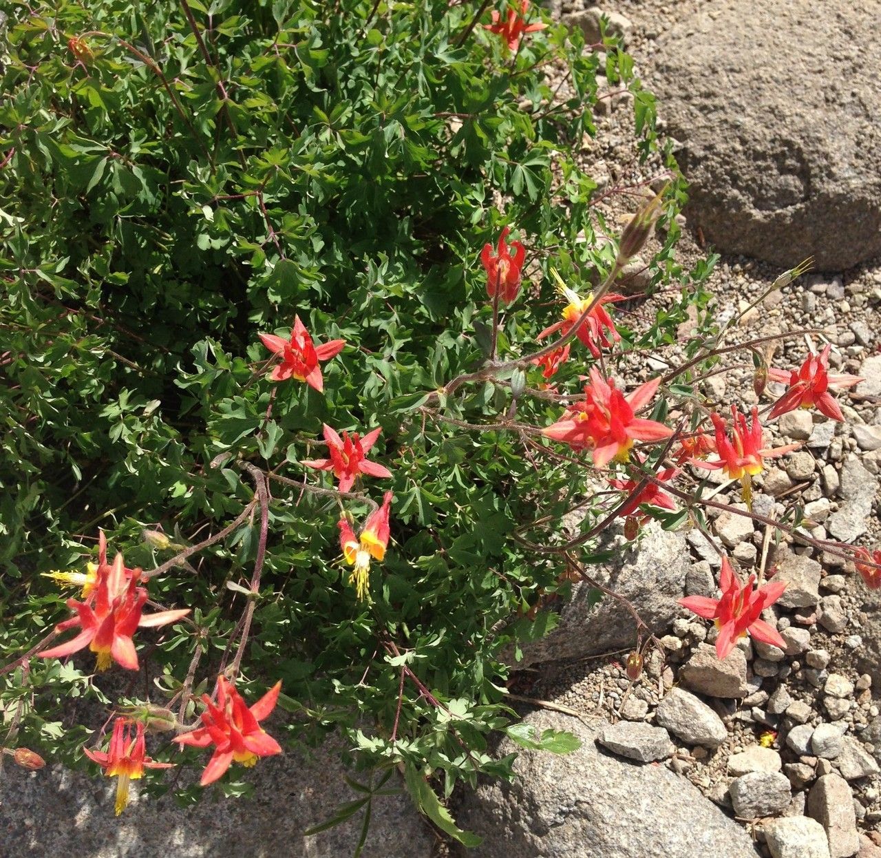 Aquilegia shockleyi habit