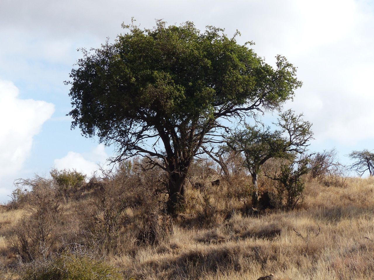 Manilkara mochisia habit