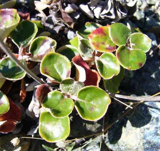 Eriogonum nervulosum habit