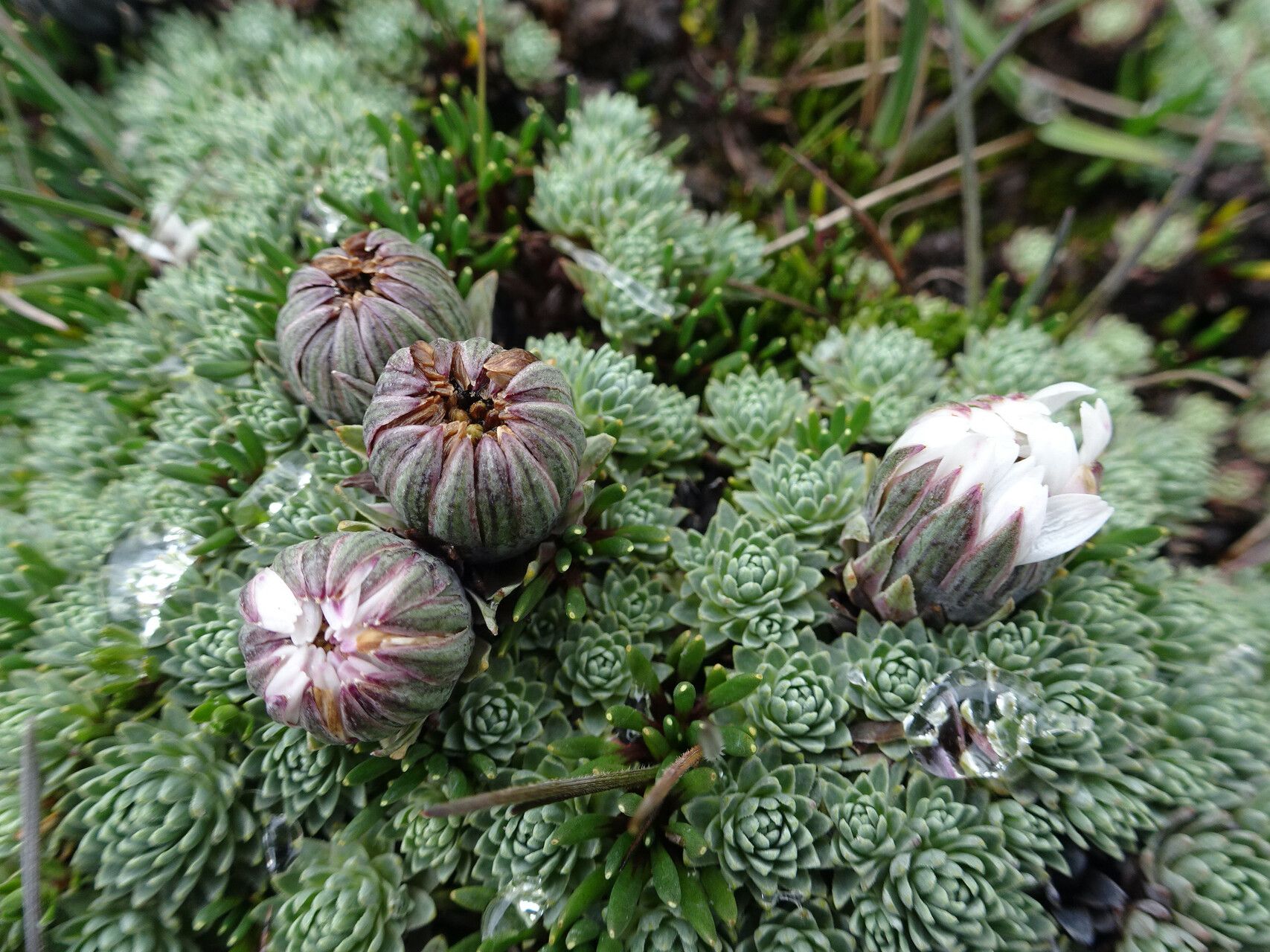 Werneria marcida flower