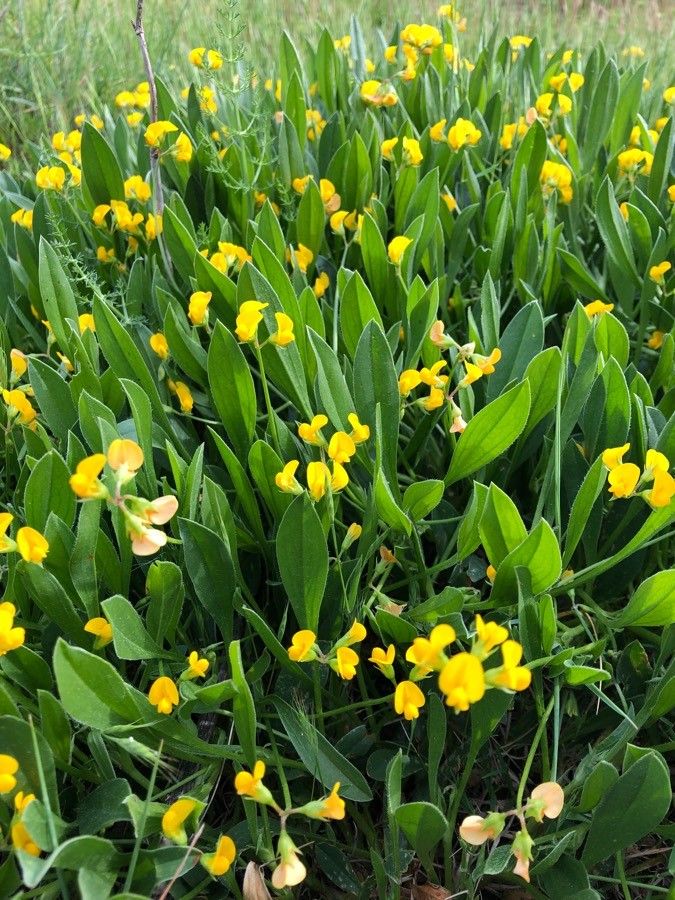 Scorpiurus sulcatus flower