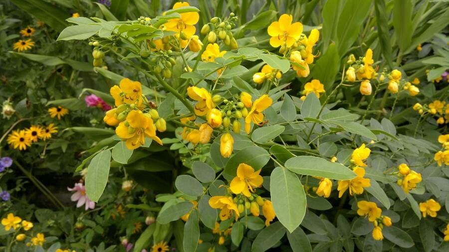 Senna corymbosa flower