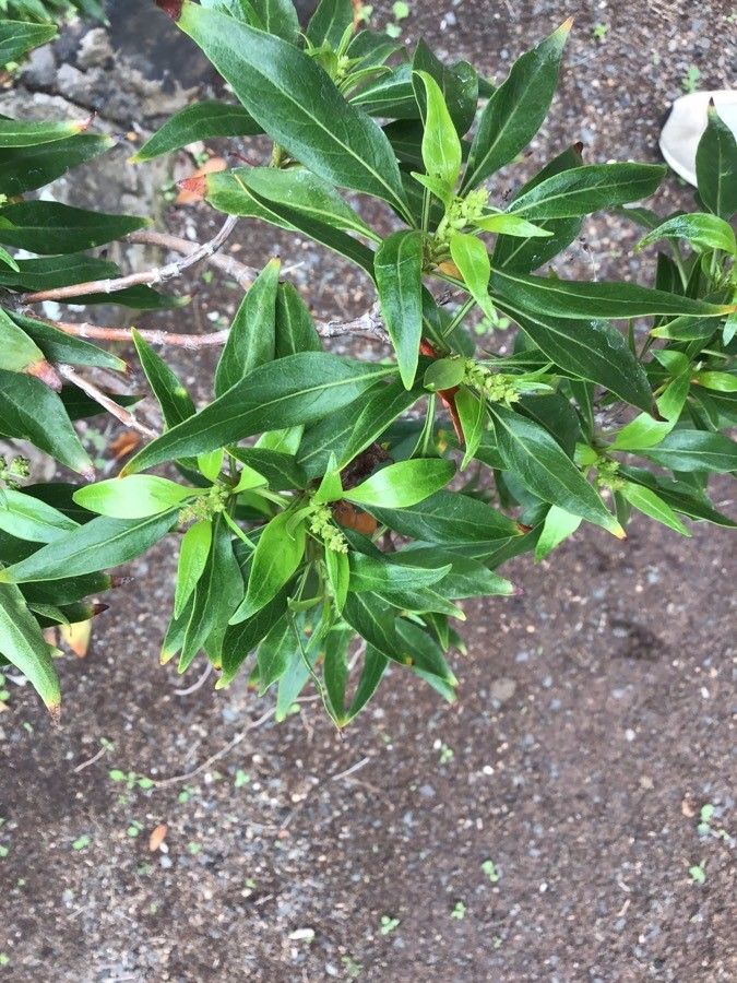 Phyllis viscosa — related species from the same genus