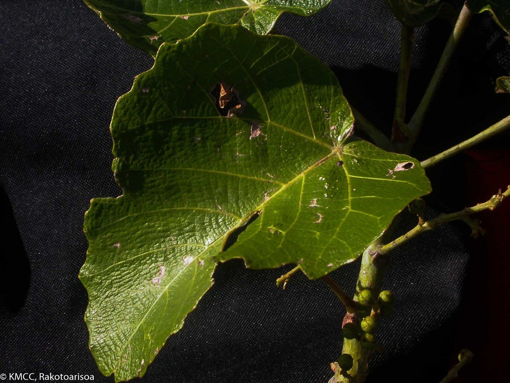 Macaranga sphaerophylla — houseplant care guide