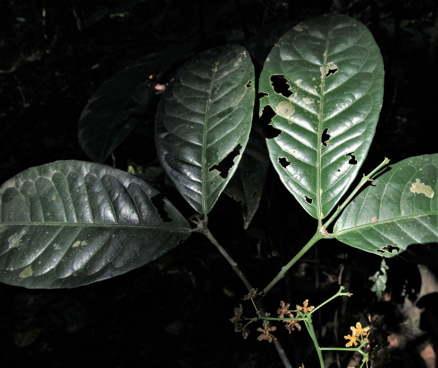 Salacia longipes — houseplant care guide