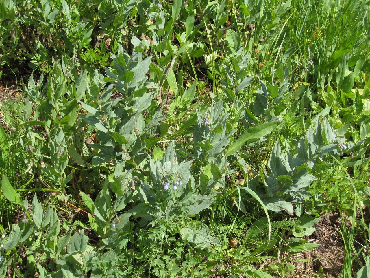 Mertensia ciliata habit