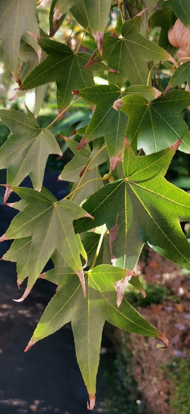 Acer serrulatum — houseplant care guide