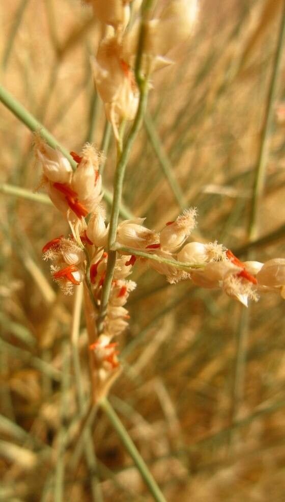 Panicum turgidum flower